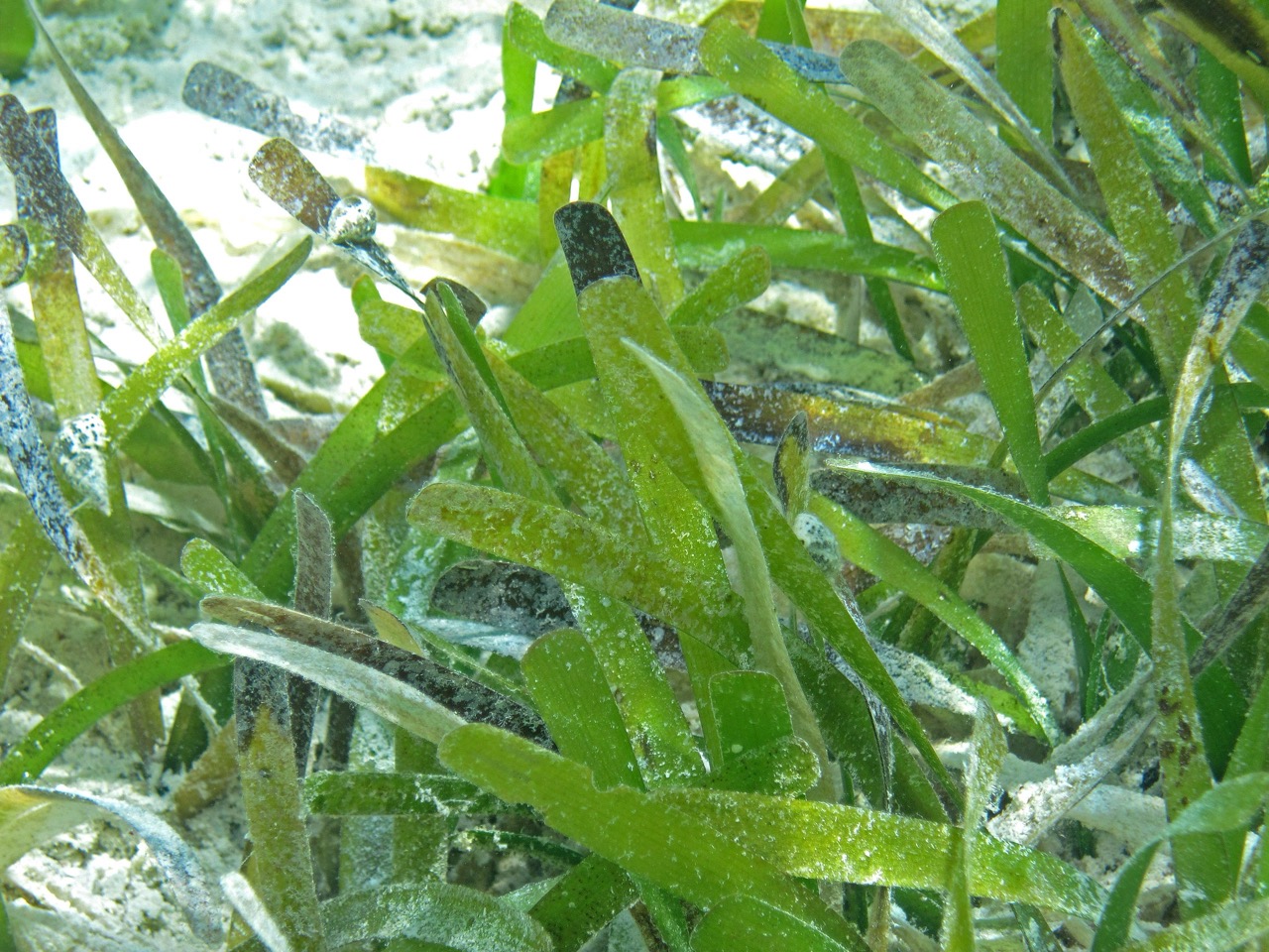 Turtlegrass