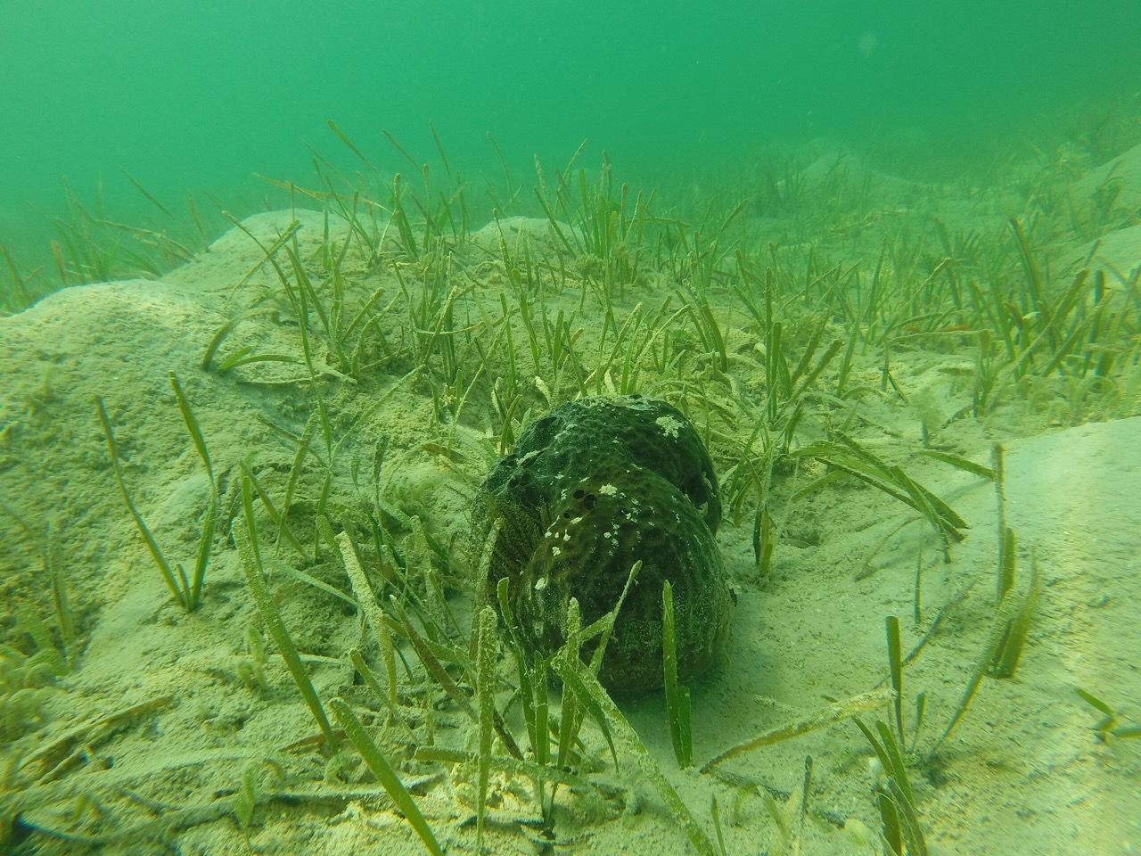 Turtlegrass